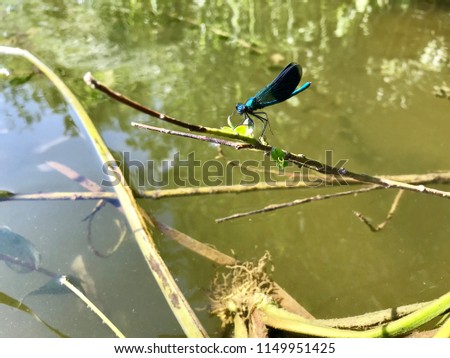 A dragonfly with dark blue wings sits on a branch above the water.
A predatory insect with a long thin body and two pairs of large transparent wings producing characteristic noise during flight.