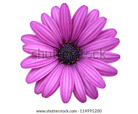 isolated flower