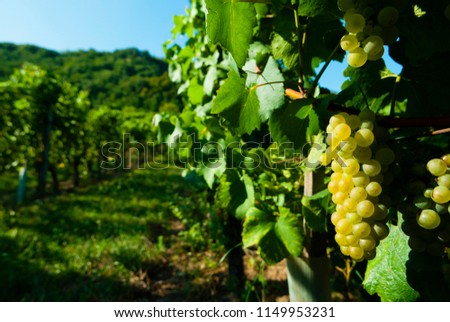 white riesling grapes vineyard before harvest
