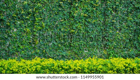 Green leaves natural background wallpaper, leaf texture,
