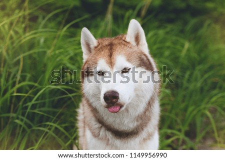Close-up Portrait of beautiful Beige and white Siberian Husky dog with tonque hanging out sitting in the grass at the seaside
