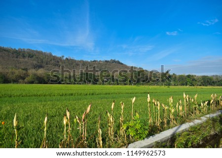 Green hills, green field, and blue sky