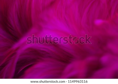 Blur Bird chickens feather texture for background Abstract, soft color of art design.