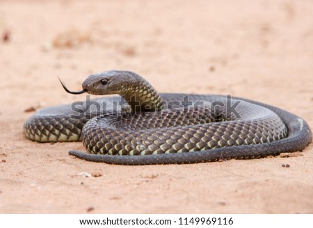 King Brown Snake