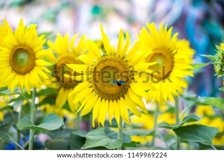 Beautiful pictures of sunflower and insect. Beautiful flower are attracting the pollinators of garden, selective focus. Beautiful natural background.     