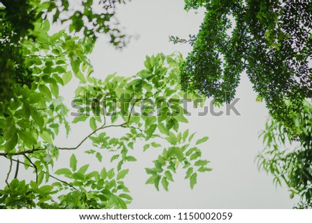 green leaves(leaf) on white background