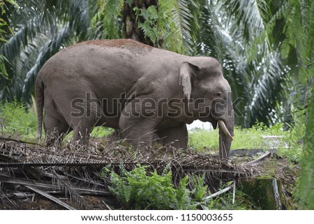 Wild elephant in the Tawau District of Sabah, Malaysia.