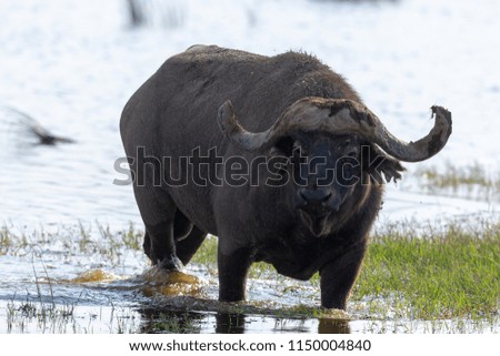 Wild buffalo is walking in water. These are good pictures of wildlife. Photos were taken on short distance and with excellent light.