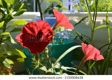 Bright red petunia flowers in small garden on the balcony. Sunny summer day.
