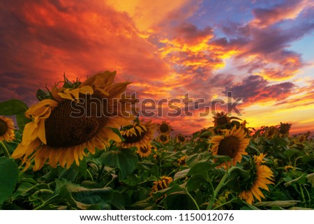 Industrial landscape,sunflowers on the background of the night sky,plant at night