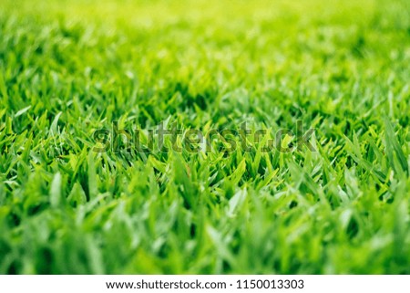 Natural green grass background with selective focus