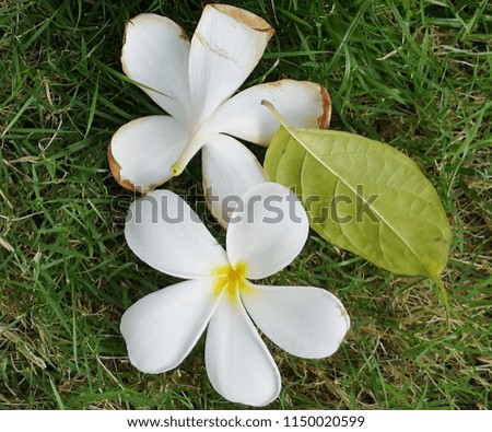 White frangipani flowers isolated on a green lawn.