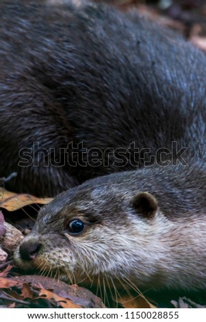 Otter lying on the ground, close-up