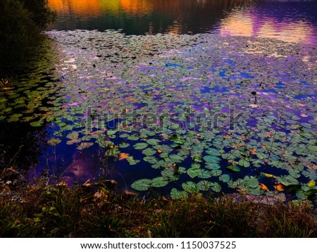 Close up of a pond with water lilies. Green lily pads swimming on the water. Reflections on the surface of the water in purple, pink, blue and orange. Colorful picture. Landscape format.