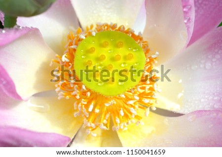 Close up Pollen Pink Lotus (Water Lily) with dew drop. Top View Picture.