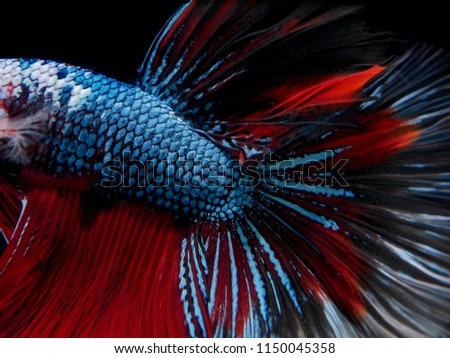 betta fish isolated on black background