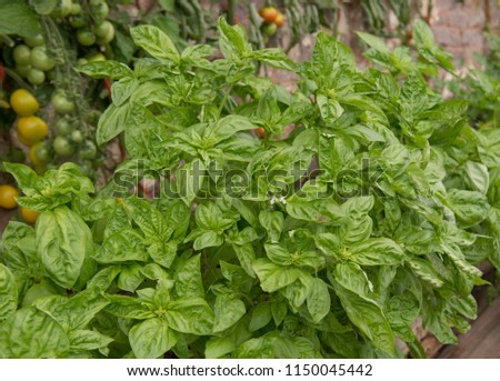 Home Grown Organic Basil Herb (Ocimum basilicum) Growing in a Greenhouse in Rural Devon, England, UK