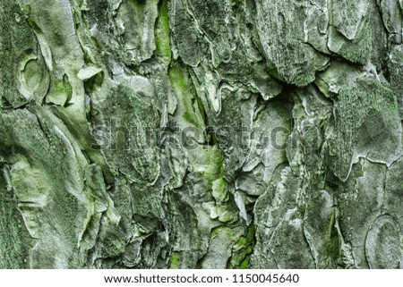 mysterious pine texture of the bark which is covered with green moss close up of a breathtaking natural background for design