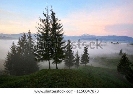 Tall beautiful pine trees growing on grassy hill and small silhouette of man with camera taking picture of green valley covered with fog on distant mountain range with snow on peak background.