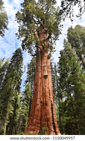 Sunny Beautiful Day in Giant Forest Sequoia National Park California United States of America