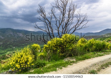 The mountain road passes through the pass in the Central part of Greece and is surrounded by beautiful bushes with a large number of yellow flowers. Storm clouds thickened over the mountains 