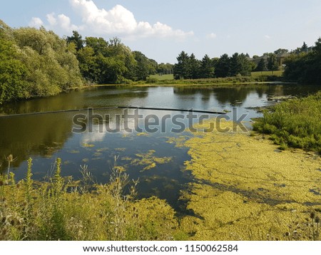 Wetlands in the Summer season