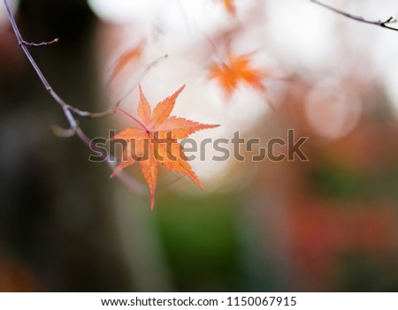 Orange maple leaf in autumn season with blurred soft bokeh background, in concept most romantic season. Shallow depth of field on subject.beautiful maple, calm, meditation,zen, photo shoot in Japan