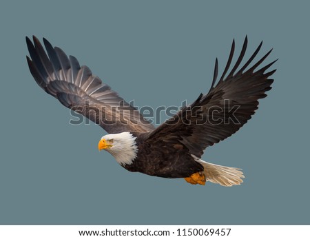 Bald eagle in flight on isolated background