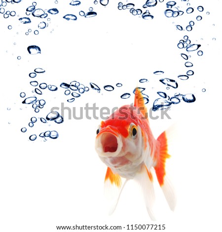goldfish and water bubbles with blank and empty copyspace