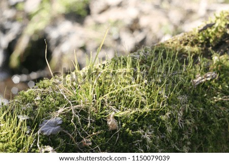 Green mosses and lichens grow on an old log