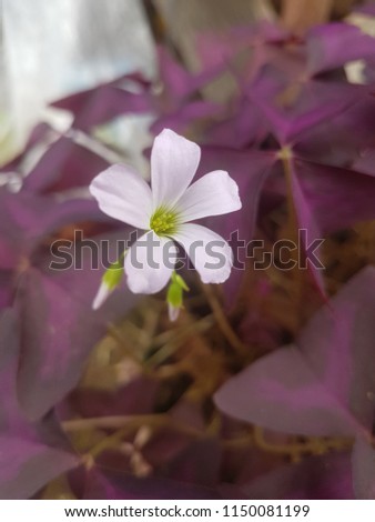 Flower Oxalis triangularis Purple shamrock Indian park 1