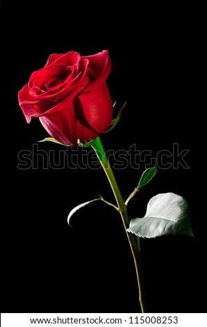 The studio photo of a red rose on a black background.