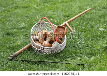 wicker basket with edible mushrooms and a hand braid on the green lawn / harvesting in retro style