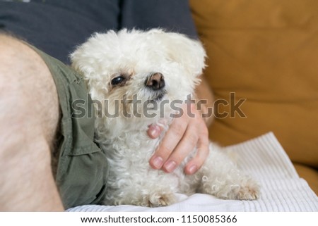 Cute bichon dog. Slovakia