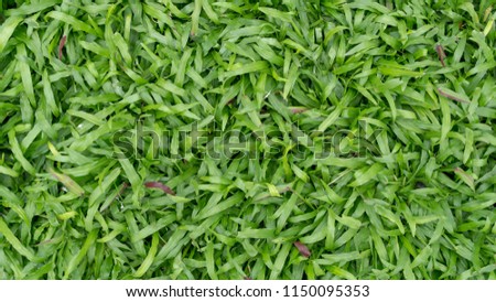 Pattern of green grass with large leaves.