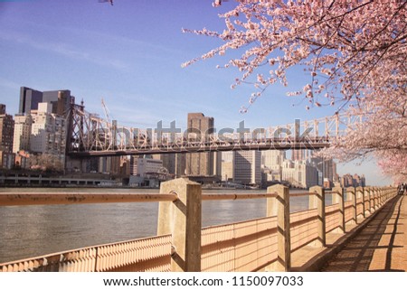 Roosevelt Island with the cherry blossoms blooming bridge view