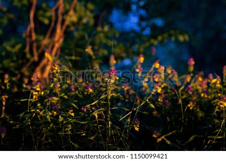 fairy tale forest at sunset with wild flowers and trees