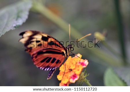 Butterfly and colorful wings