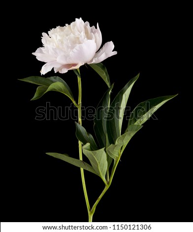 Peony flowers isolated on a black background. As an element of packaging design.