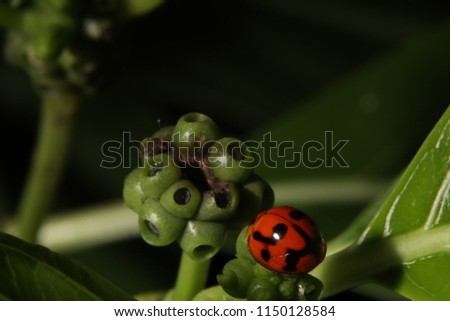 Macro close up photo of Ladybug in the green grass. Macro bugs and insects world. Nature in spring concept.