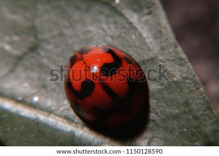 Macro close up photo of Ladybug in the green grass. Macro bugs and insects world. Nature in spring concept.