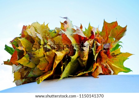 Autumn wreath of dried maple leaves. A colorful wreath of autumn leaves.