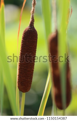 Close up outdoor view of an isolated reed plant, Poaceae family. Tall, grass-like plant. Blur green yellow background. Natural picture of an aquatic element lighted by the sun. Landscape image.