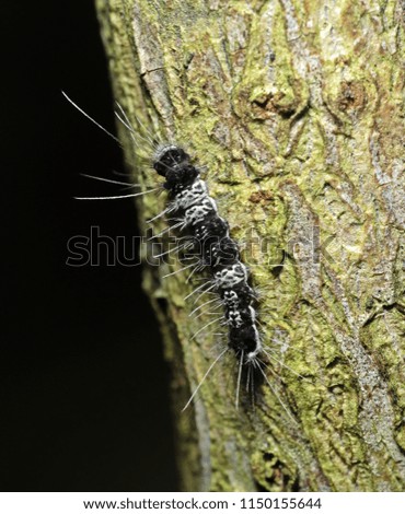 Macro Photography of Black and White Hairy Caterpillar on Trunk of Tree