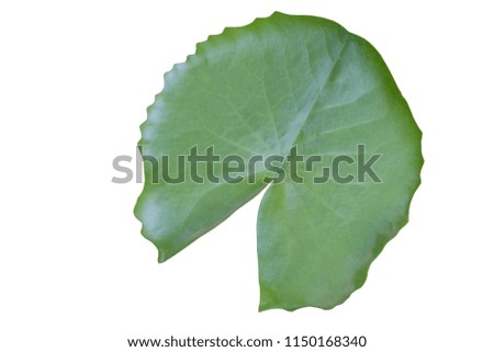 Isolate green natural lotus leaf on white background