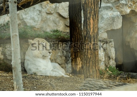 
a white tiger enjoys a sunny day
