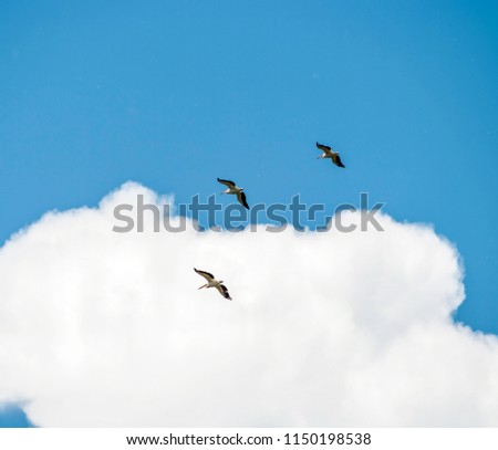 white pelicans in Danube Delta, in flight