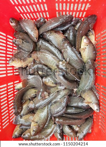 Anabas testudineus known as climbing perch or gouramis. Asian freshwater fish sell in market. 
