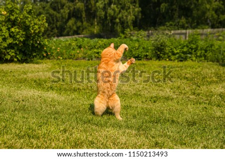 Ginger cat on a green grass background.