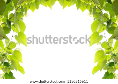 Tropical green leaves with branches flame isolated in white background